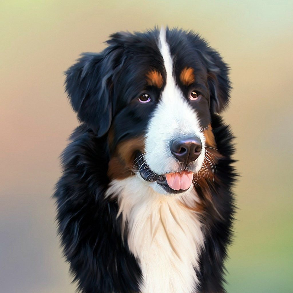 Bernese Mountain Dog Training