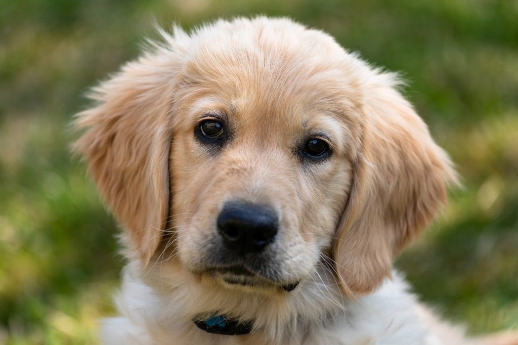 Golden Retriever Obedience Training