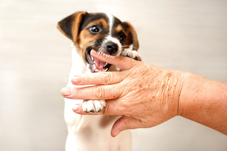 behavior modification puppy biting